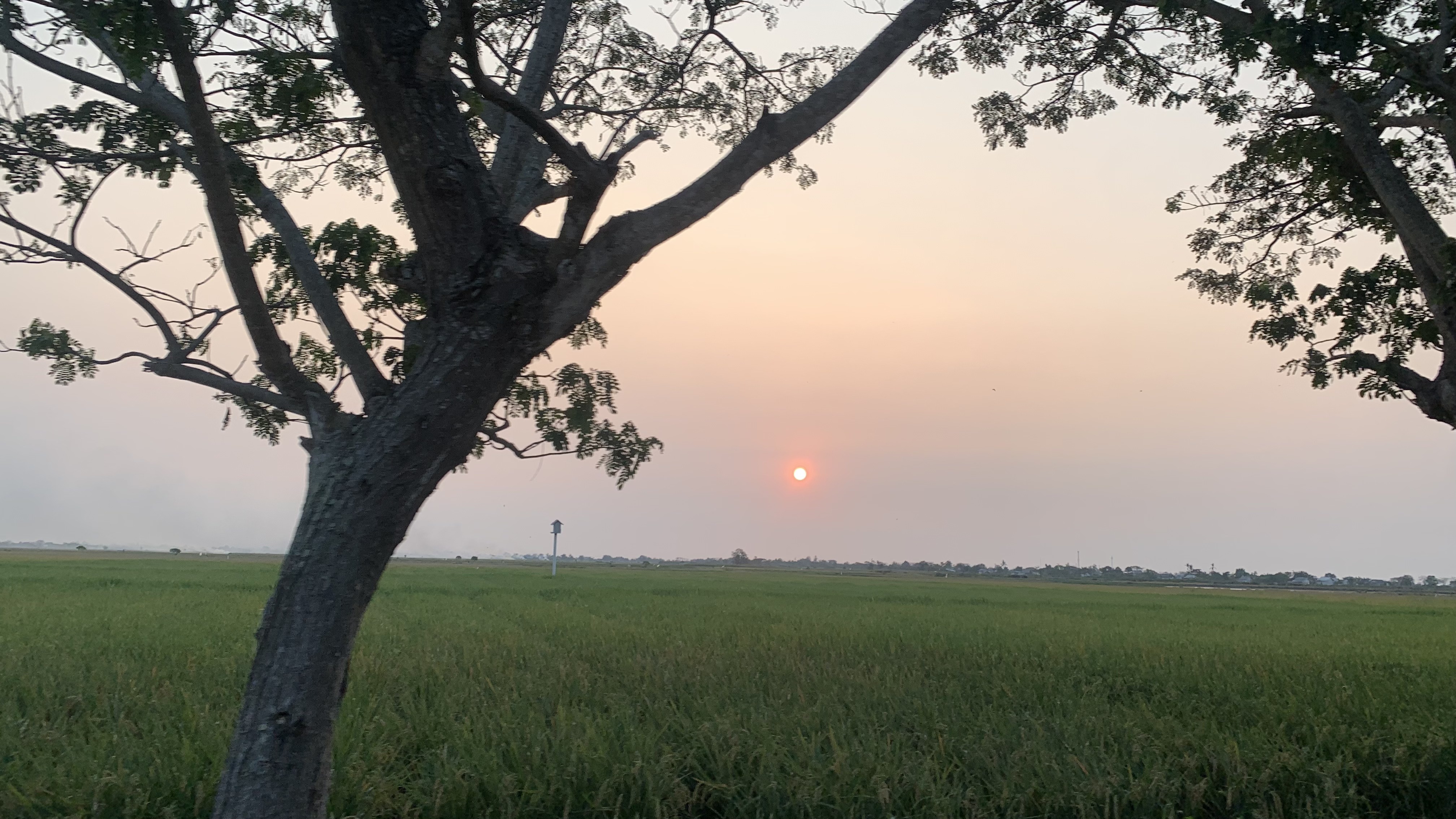 Lahan Sawah Desa Tambaksumur